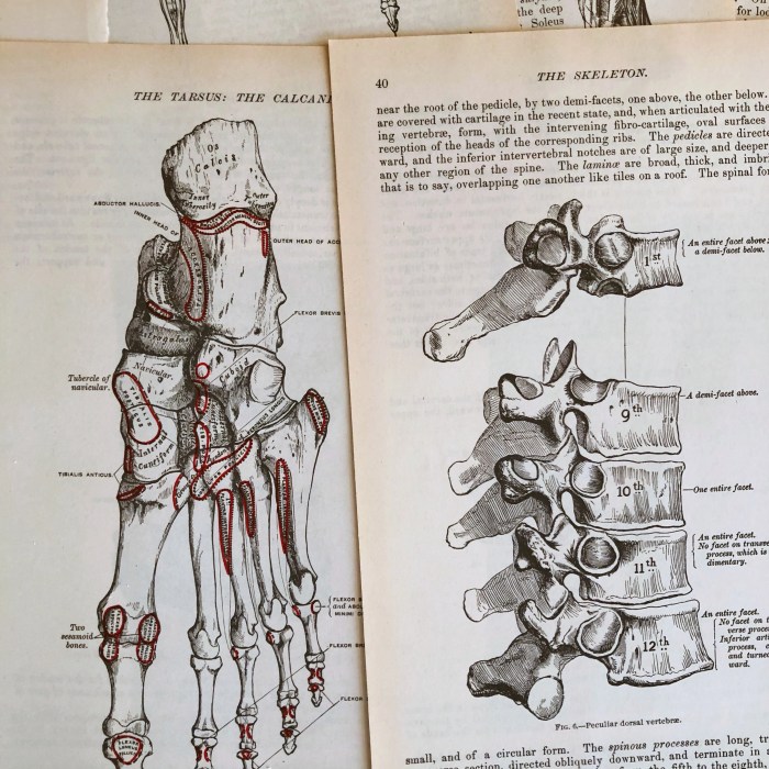 Antique medical illustrations