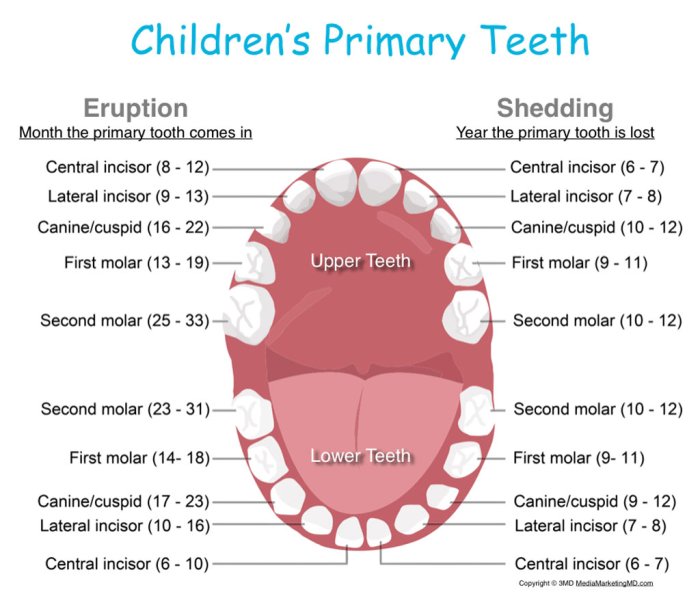 Tooth clipart ppt powerpoint clipartbest backgrounds templates teeth cartoon dental clip dientes cute dentist clean logo baby